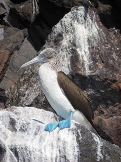 Blue-footed Booby